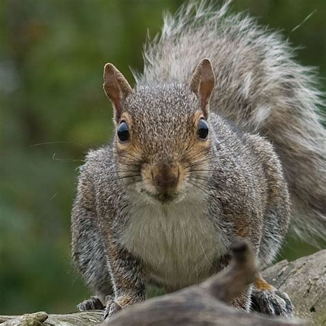 North East towns at the forefront of efforts to save Scotland’s red squirrels – Saving Scotland ...