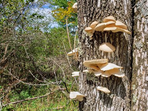 Edible Mushrooms in PA – Western Pennsylvania Mushrooms | Luther Homestead