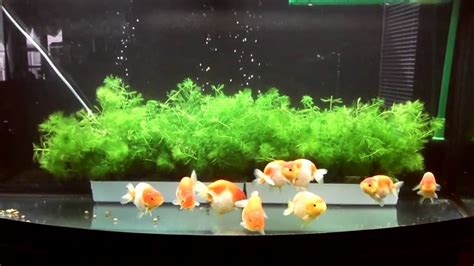 Plant for Ranchu Goldfish tank - Perfect plant for Gold... | Doovi