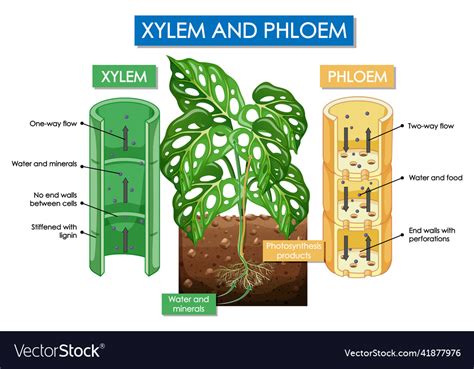 Diagram showing xylem and phloem plant Royalty Free Vector