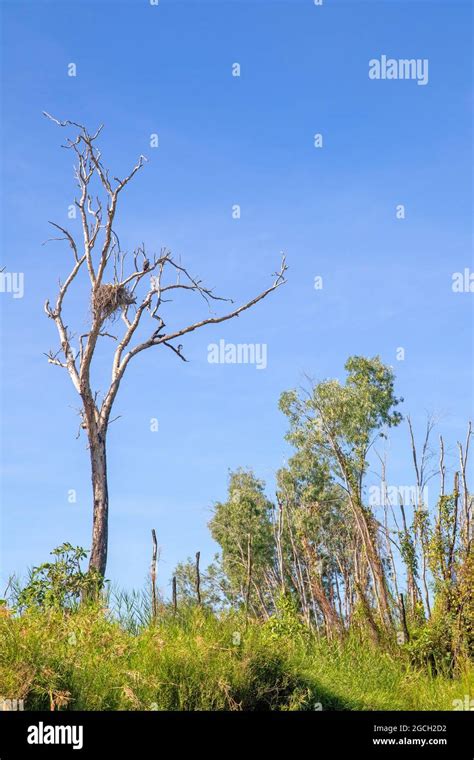 White bellied sea eagle nesting hi-res stock photography and images - Alamy