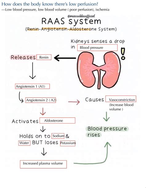 RAAS SYSTEM in 2024 | Nurse study notes, Nursing school notes, Nursing ...