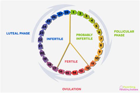 Ovulation Chart- Best Way to Track Your BMI and Cervical Mucus