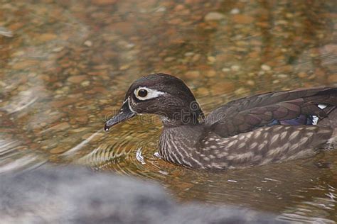 Female Wood duck stock image. Image of swimming, louisiana - 53771527