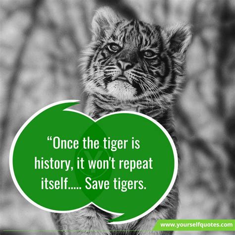 International Tiger Day Quotes, Messages, Wishes, History, Importance And More