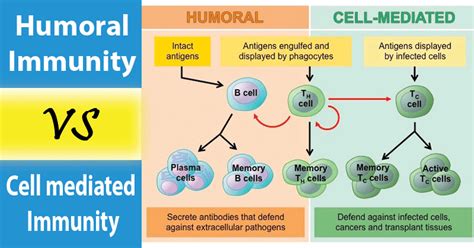 Humoral Immunity