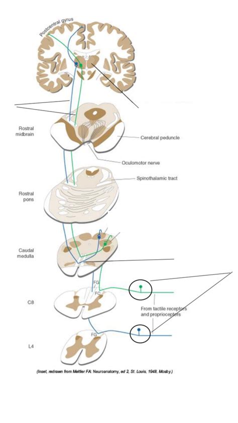 Post Column-Medial Lemniscus Pathway Diagram | Quizlet