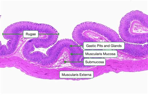 16+ Stratified Columnar Epithelium Under Microscope | Nedode