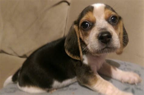 Pin by Living Skies Kennel on Olde English Pocket Beagle Puppy's | Pocket beagle puppies, Pocket ...