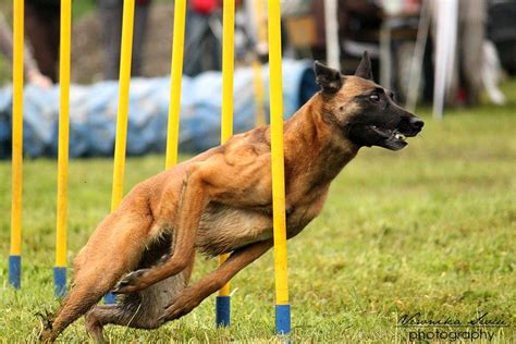 agility training | Belgian malinois, Belgian malinois dog, Malinois dog