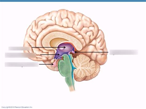 I-Exam 1: Diencephalon Diagram | Quizlet