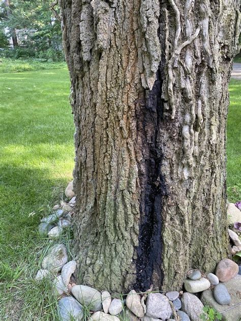 Over 300 year old tree, what to do? 80ft tall near our house. : r/arborists