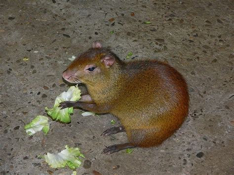 Agouti Animals | Amazing Facts & Latest Pictures | The Wildlife