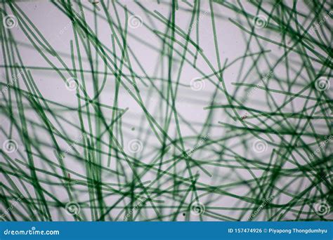 Oscillatoria is a Genus of Filamentous Cyanobacterium, Oscillation in Its Movement Under the ...