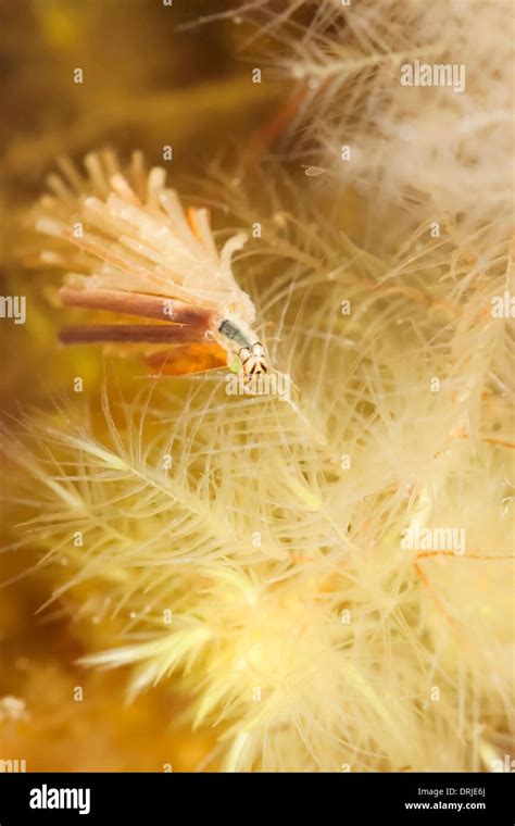 Caddisfly larvae hi-res stock photography and images - Alamy