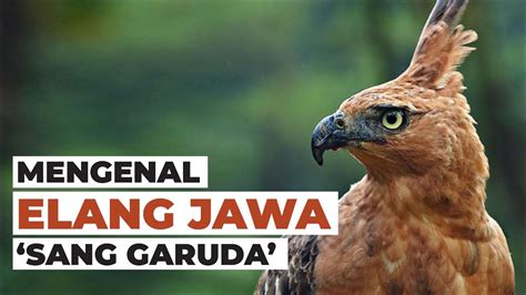 Mengenal Elang Jawa Sang Burung Garuda Temansains – Produk HNI