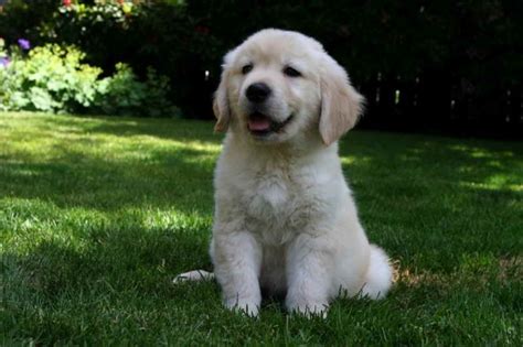 Golden Retriever Puppy Breeders Near Me | PETSIDI