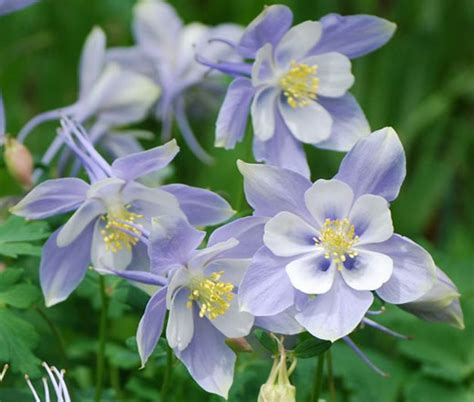 Columbine Blue Dream Aquilegia Caerulea Seeds