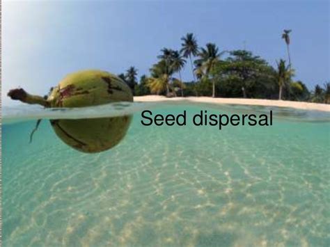 Seed dispersal