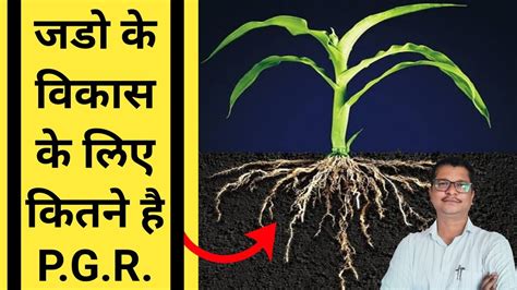 जडो के विकास के लिए कितने सारे P.G.R. है।Plant Growth - YouTube