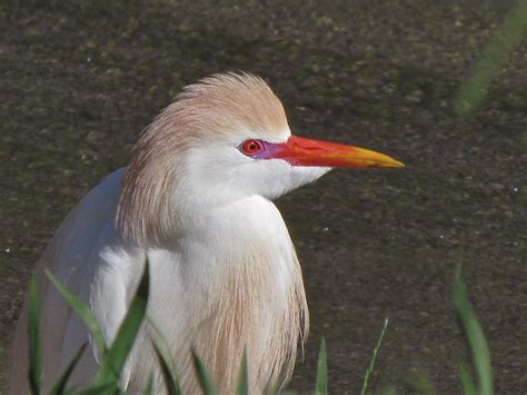 Cattle Egret | Breeding plumage Bubulcus ibis ORDER: PELECAN… | Flickr