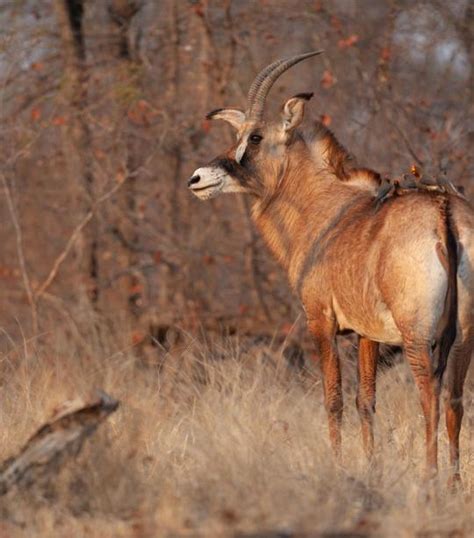 Roan Antelope | African Wildlife Foundation