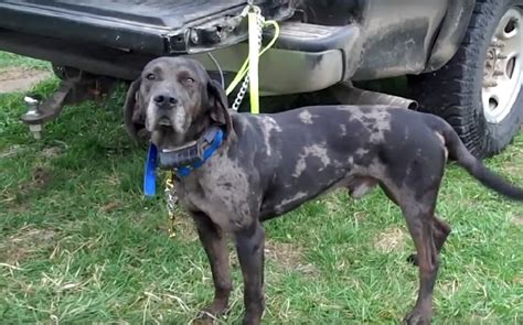 American Leopard Hound Dog's Aloof Temperament With Loving Personality ...