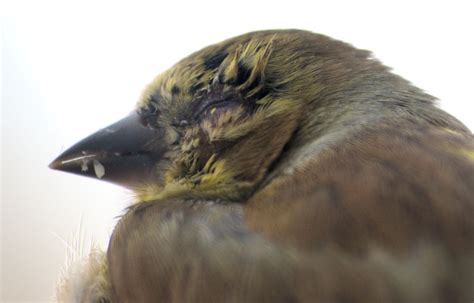 Eye Disease on Goldfinch - FeederWatch