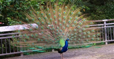 HD VIDEO | Peacock Dance