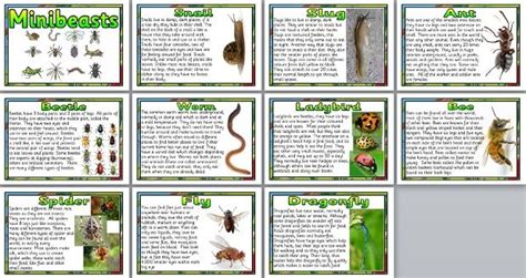 Minibeast facts poster set. Includes information about Snails, Slugs ...