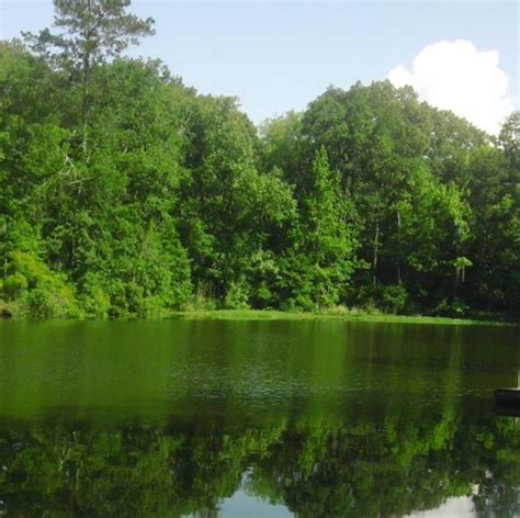 "Tranquility." Tombigbee River in Demopolis, Alabama | Demopolis, Outdoor, River