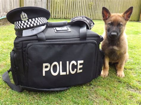 Police Scotland Dogs on Twitter | Guard dog training, Police dog training, Dogs with jobs