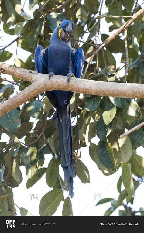 Brazil, The Pantanal, Portrait of a hyacinth macaw in a tree stock ...