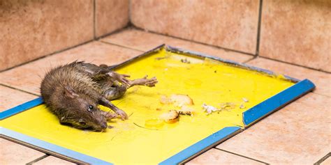 Real Diseases Spread By Rodents - Welcome to Consolidated Pest Control Consolidated Pest Control