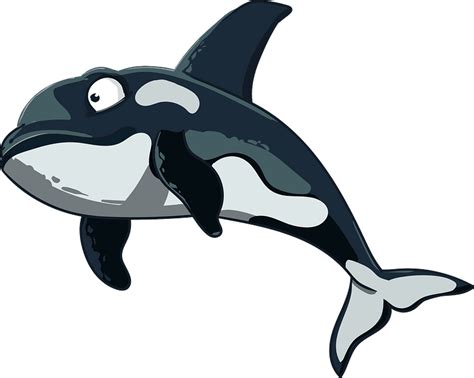 Cartoon orca clipart. Free download transparent .PNG | Creazilla