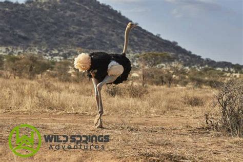 Samburu Wildlife- The Samburu Special Five