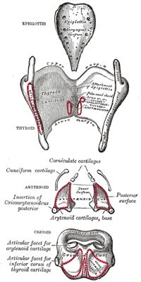 cuneiform cartilage - meddic