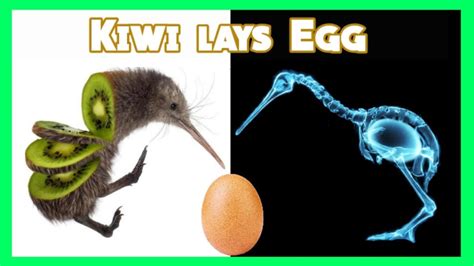 Kiwi Laying Egg