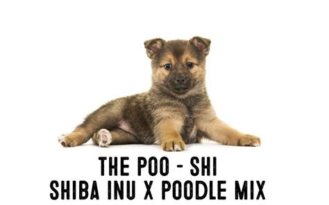 Shiba Inu Poodle Mix – Shiba Doodle Or Poo-Shi’s!! - My First Shiba Inu