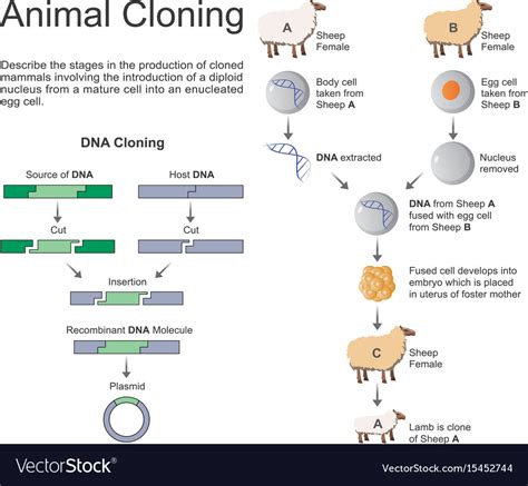 Animal cloning charts infographic Royalty Free Vector Image