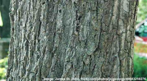 Walnut Trees Identification Guide (With Pictures): Leaves, Bark, Types