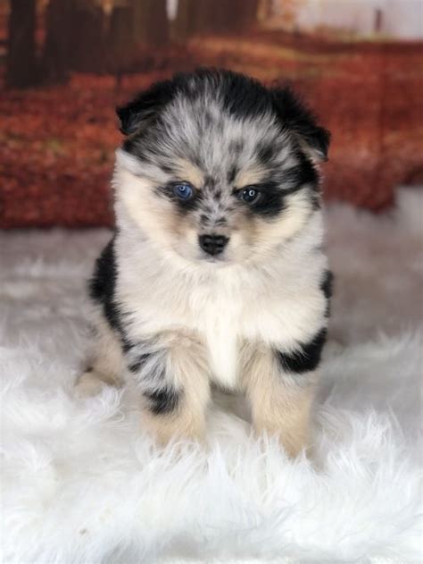 Pomsky Puppies For Adoption | All Star Family Pets