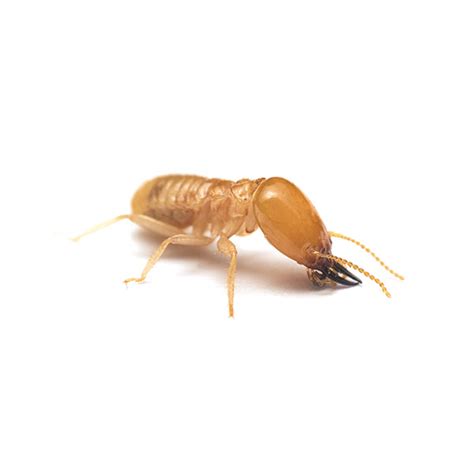 Western Subterranean Termite Identification | Isotech Pest Management