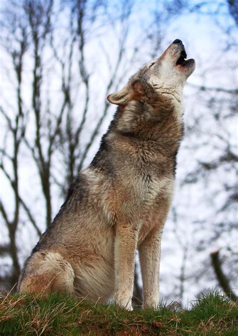 Howrse | Wolf howling, Wolf howling at moon, Wolf spirit animal