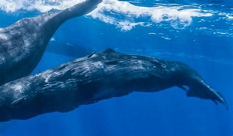 Whale Conservation Volunteer | Conservation Projects 2022 | Volunteer World