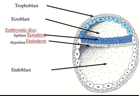 the structure of an eyeball labeled in blue and labeled with labels on ...