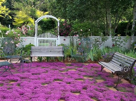 Creeping Thyme Ground Cover, 1000 Seeds, Fragrant Herb, Pink Blooms, Perennial Zones 4 to 9, Sun ...