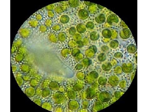 Chlorella sp. microscopic view | Download Scientific Diagram