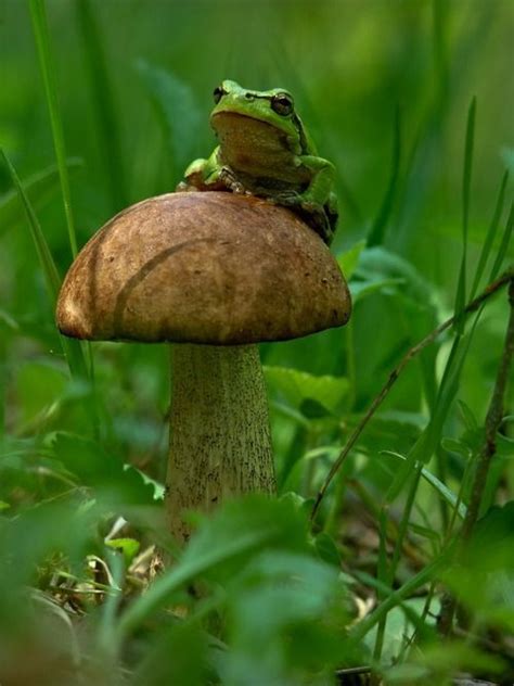 Green frog on a brown mushroom. | Stuffed mushrooms, Frog, Animals beautiful