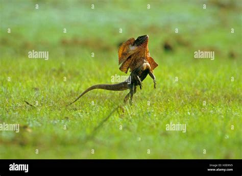 Frilled lizard australia running hi-res stock photography and images - Alamy